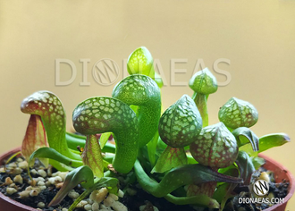 Дарлингтония Калифорнийская - Darlingtonia Сalifornica