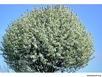 Вишня Убракулифера - Umbraculifera