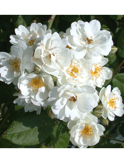 Гирлянд де Амур (Guirlande d&#039;Amour)
