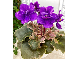 139) АВ- Корзиночка с Ежевикой 21г, ( полумини)