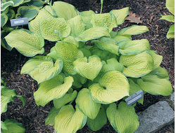 Хоста Mister Watson