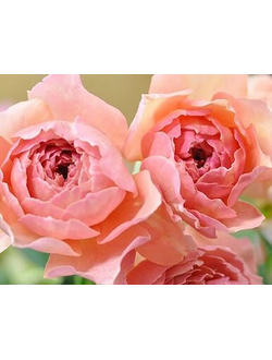 Каоликазали (Kaorikazari) роза , ЗКС