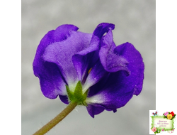 LV-Дудочка и Кувшинчик (Л. Шевелева) 2025 г. трейлер (гёрл-лист с прилистниками)