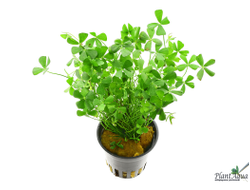 Марсилия (горшок)