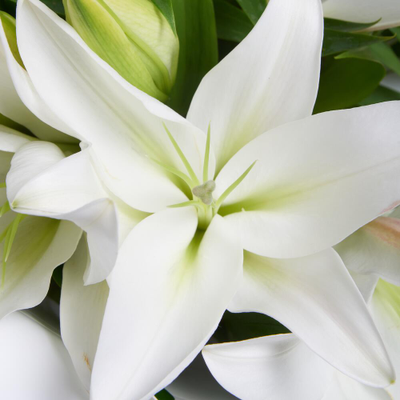 5 белых лилий