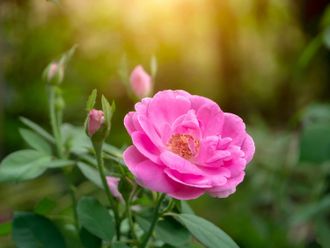 Гидролат Роза Дамасская (Rosa Damascena) лепестки 100 мл