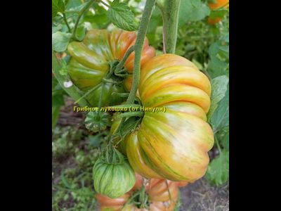 Томат Грибное лукошко полосатое