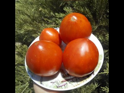 Томат Эм-чемпион