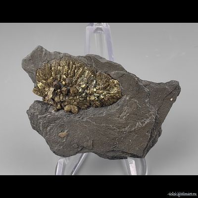 Пирит, плашка на породе, мергелистой глине. Россия. 68*45*15мм