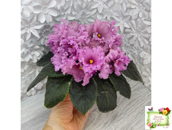 НК-Фанфан Тюльпан (Н.Козак) 2018 г. (лонг листва)