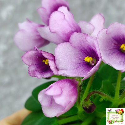 SimSim Tiny Bells (Alex Mayer)