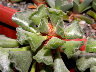 Adromischus cristatus (3 листа без корней)