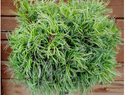 Сосна Веймутова Green Twist, C7