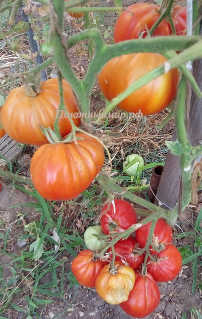 Томат 100 пудов