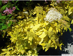 Спирея Вайт Голд - White Gold