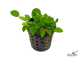 Ранализма Ростатум (горшок)