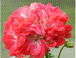 Пеларгонии зональные селекции Ирида