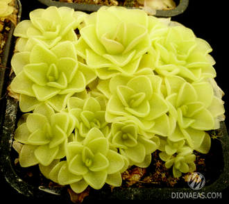 Pinguicula Sethos