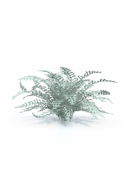 папоротники Крестовник пепельный