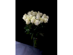 Роза Эквадор белая Мондиаль 60 см. 25 шт