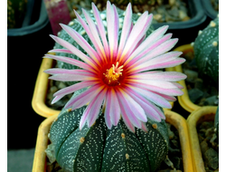 Astrophytum AS SUPER TOKUSHIRO X ASRF (1042) - 10 семян