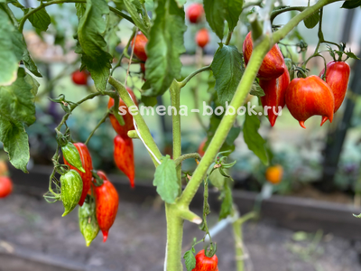 Томат Перо Жар-Птицы, 10 шт