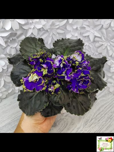 РС-Дремучий Лес (С. Репкина) 2019 г.