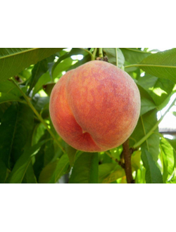 Персик Спринг Крест (ранний)