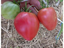 Томат Бычье сердце Ким времен гражданской войны, Kim’s Civil War Oxheart (США)