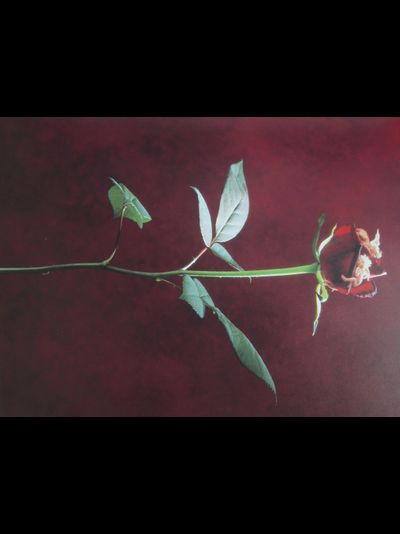 Купить греющую картину с фото роза с ангелочками