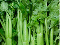 Сельдерей черешковый Фитнес