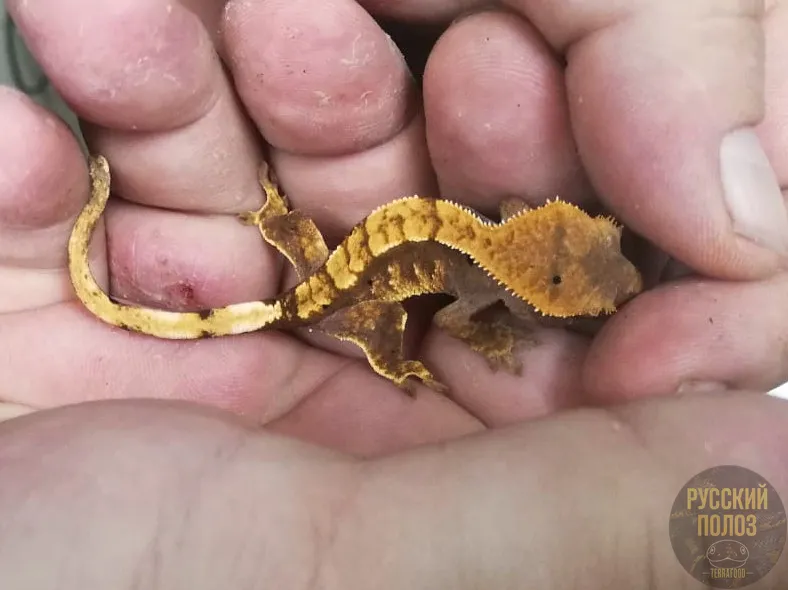 Ресничный геккон-бананоед, Correlophus ciliatus