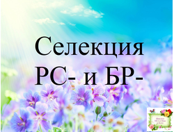 Селекция РС- и БР- Репкиной Светланы и Буркацких Сергея и Натальи, стандарты (листья срез)
