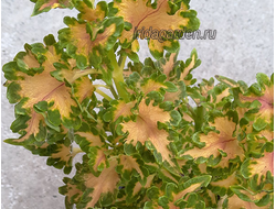 Колеус Little Twister