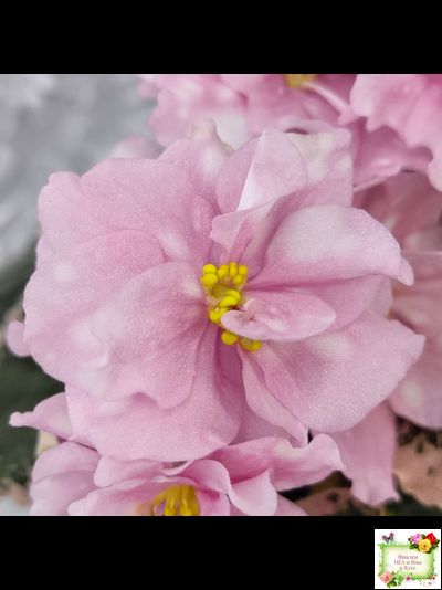 Rivermist Pearls (J. Baker) (10974) 04/13/2018