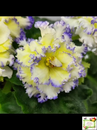 ЛЕ-Золото Нибелунгов (Е. Лебецкая) 2017 г.