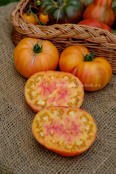 Томат Ярсон 34 (Jarson 34), 10 шт