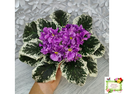 ВаТ-Шоколадное Настроение (Т. Валькова) 2019 г.