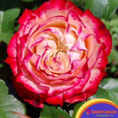 Эпл Джек (Apple Jack)