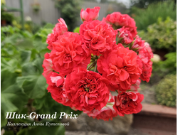 Пеларгония Шик Grand Prix