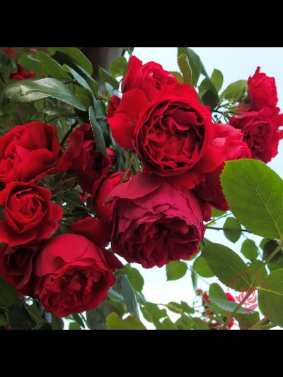 Флорентина (Florentina)