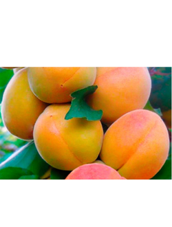 Абрикос Колоновидный  "Звездный" (поздний), ОКС