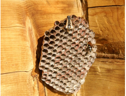 Купить греющую картину с фото дикие пчелы