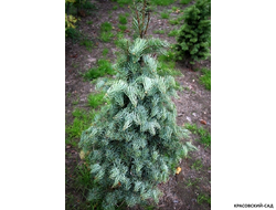 Пихта одноцветная Арчел Дварф - фото в ландшафте - красовский-сад.рф