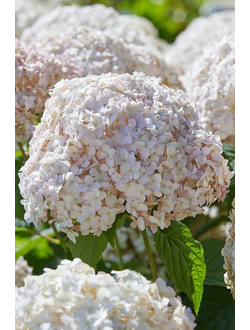 Гортензия древовидная Marshmallow