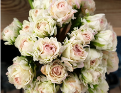 Растения -Укорененные черенки Пеларгонии