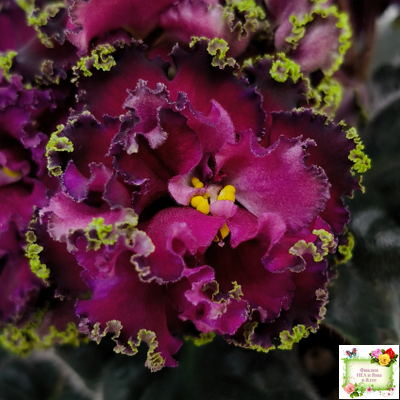 ПТ-Мерло Люкс (Т. Пугачева)