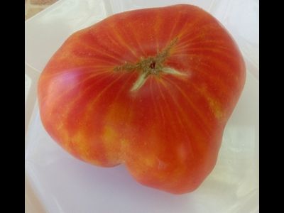 Томат Желто-розовый бабушки Виней (Grandma Viney’s Yellow and Pink, США)