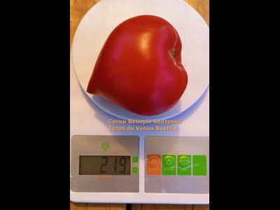 Томат Сосок Венеры Беатрикс (Teton de Venus Beatrix), Польша