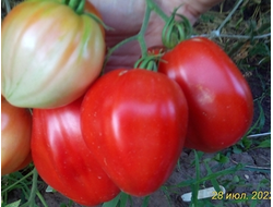 Томат Мамино сердце (Mom’s Heart) Румыния